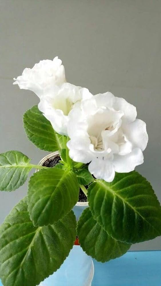 Gloxinia Seeds 9 Colors Available for Planting - Perfect for Flower Bed & Indoor Garden