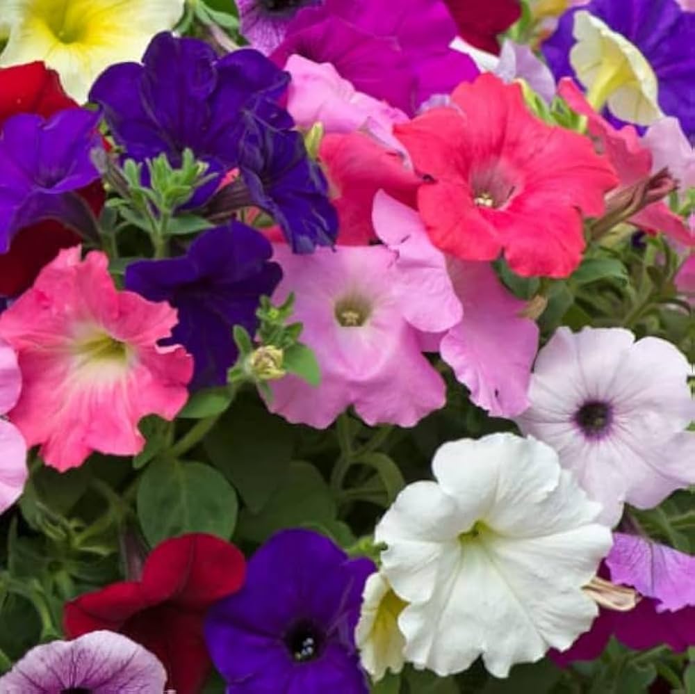 Celebrity Niagara Petunia Seed for Plantings for Planting for Hanging Baskets Balcony Pots Heirloom Non-GMO Seeds