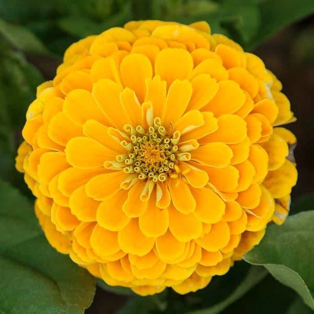 Yellow Zinnia Seeds Zinnia elegans for Planting in Flower Bed and Urban Garden