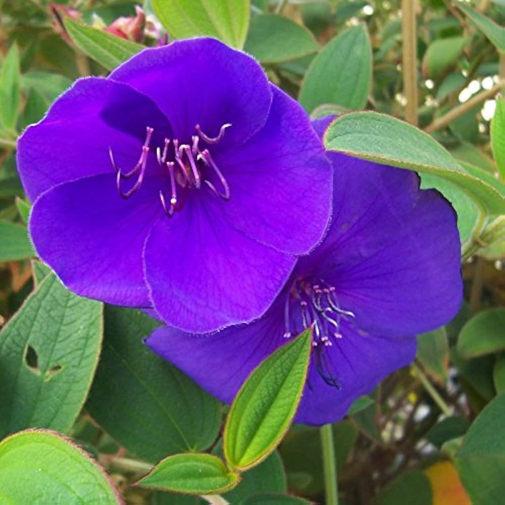 Blue Mandevilla Sanderi Flower seeds for Planting - Cottage Garden Essential, Heirloom & GMO Free Seeds for Home Garden
Sale seeds for home garden