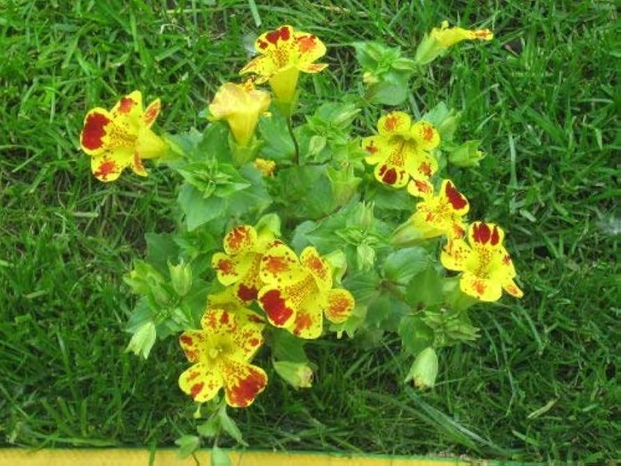 Monkey Flower Mimulus Seeds (Affenblumensamen)