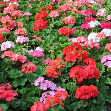 Multi-Colour Geranium Flower seeds blooming in flower beds, containers, borders, and pollinator-friendly gardens