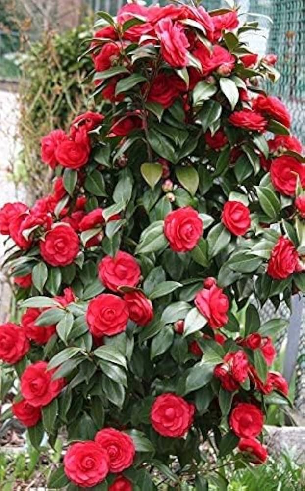 Colored Semi DIY Flower Plant Seeds