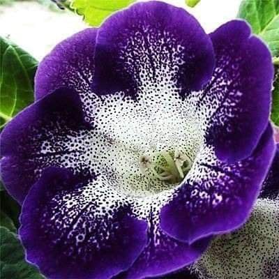 Purple White Gloxinia Flower Seeds for Planting Compact Growth Heirloom & GMO Free Seeds for Home Garden