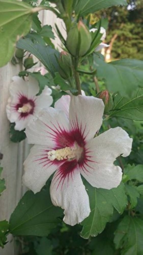 Mixed Colors Rose of Sharon Hibiscus Syriacus Flower Tree Bush Shrub Seeds