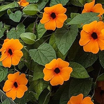 Orange Thunbergia Flower seeds blooming in flower beds, containers, borders, and pollinator-friendly gardens