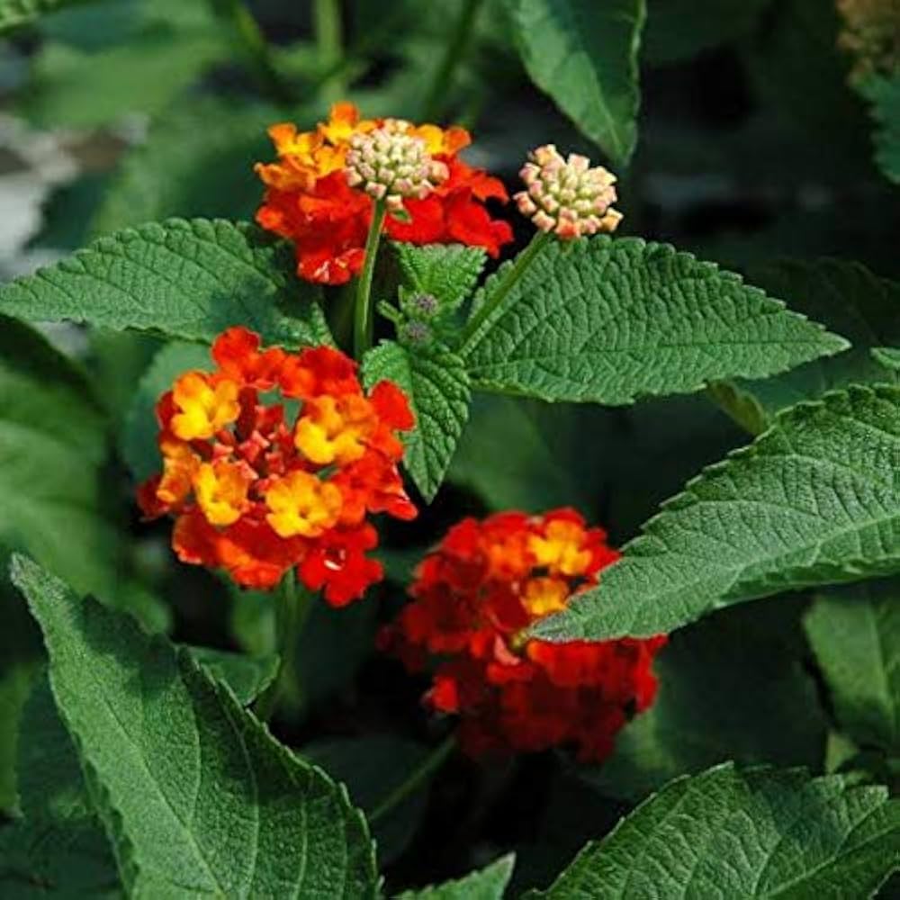Lantana Camara Seeds for Planting Lantana camara for flower beds and butterfly gardens