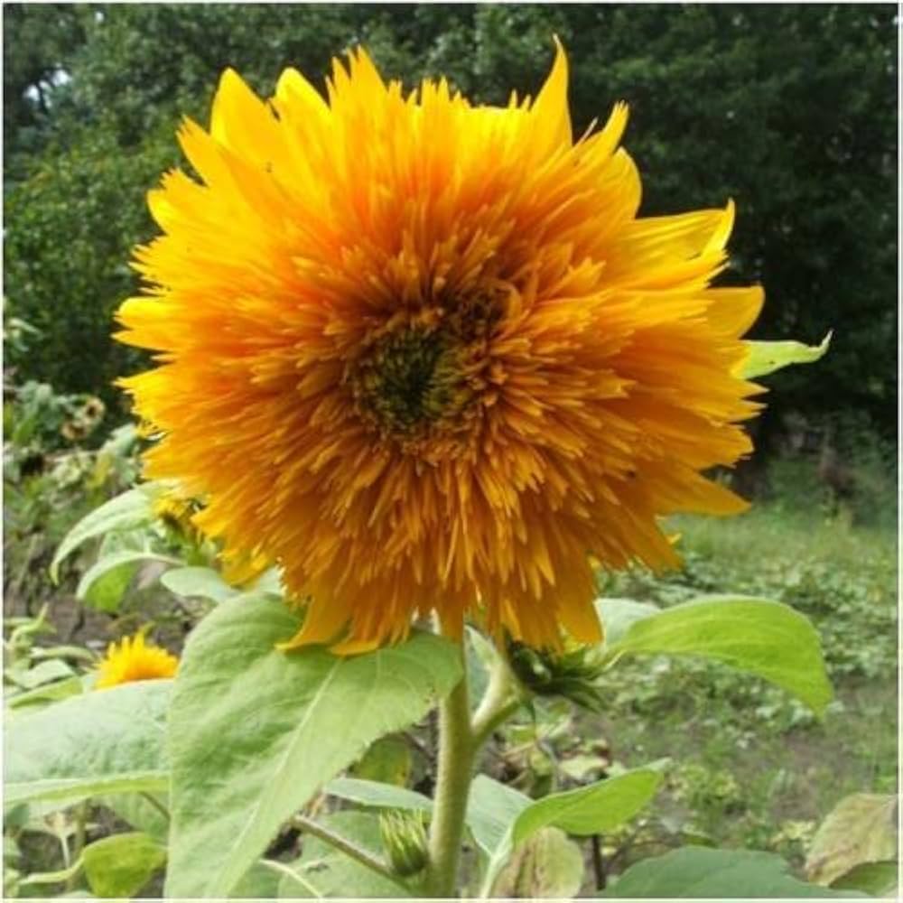 Buttercream Sunflower Seeds for Planting Helianthus annuus for flower beds and sunny borders