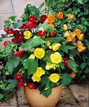 Mixed Abutilon Flower seeds blooming in flower beds, containers, borders, and pollinator-friendly gardens