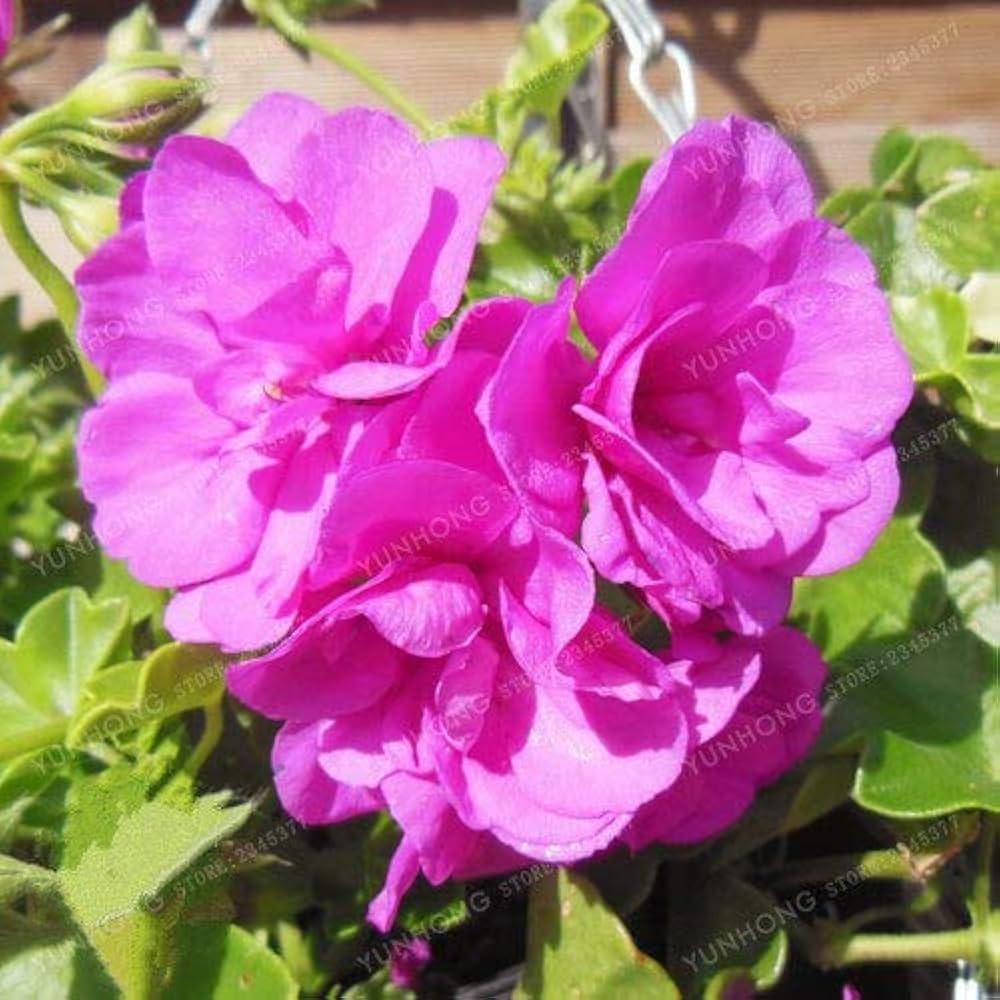 Purple Univalve Geranium Seeds Pelargonium for Planting in Flower Bed & Garden