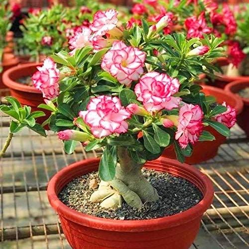 Adenium Desert Flower Seeds for Easy Planting