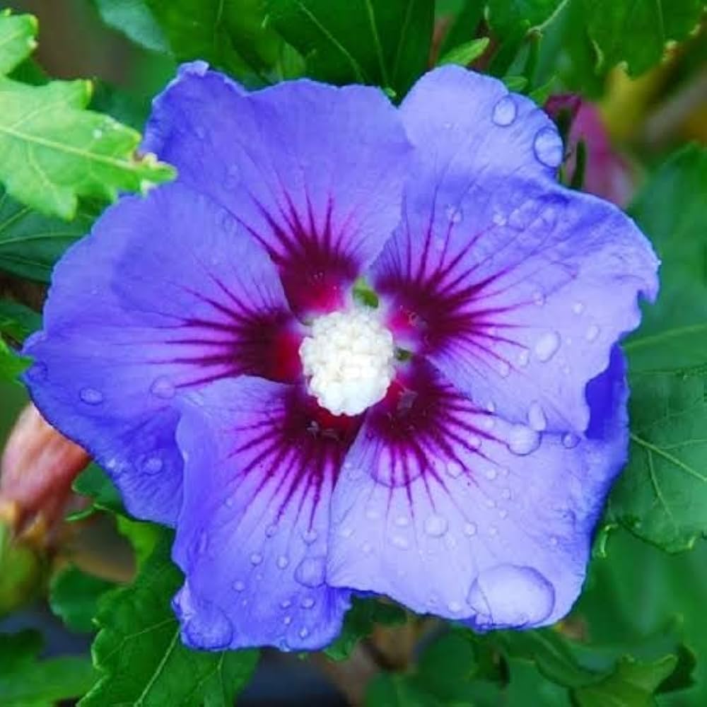 Blue Hibiscus Hibiscus spp. Seeds for Planting - Ideal for Flower Bed & Tropical Garden