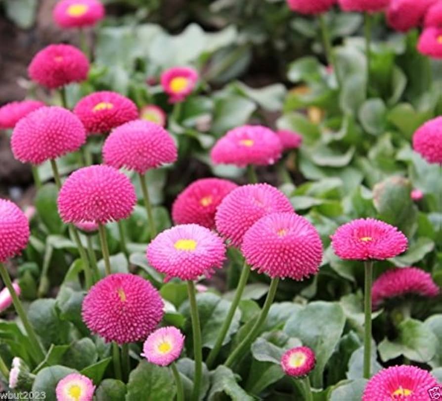 Rose Daisy Bellis perennis Seeds for Planting flower bed home garden