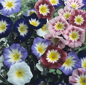 Mixed Convolvulus Flower seeds blooming in flower beds, containers, borders, and pollinator-friendly gardens