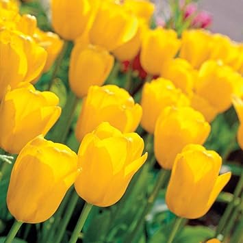 Mixed Mirabilis Flower Seeds for Planting Cut Flower Favorite Heirloom & GMO Free Seeds for Home Garden
Sale for planting in home garden