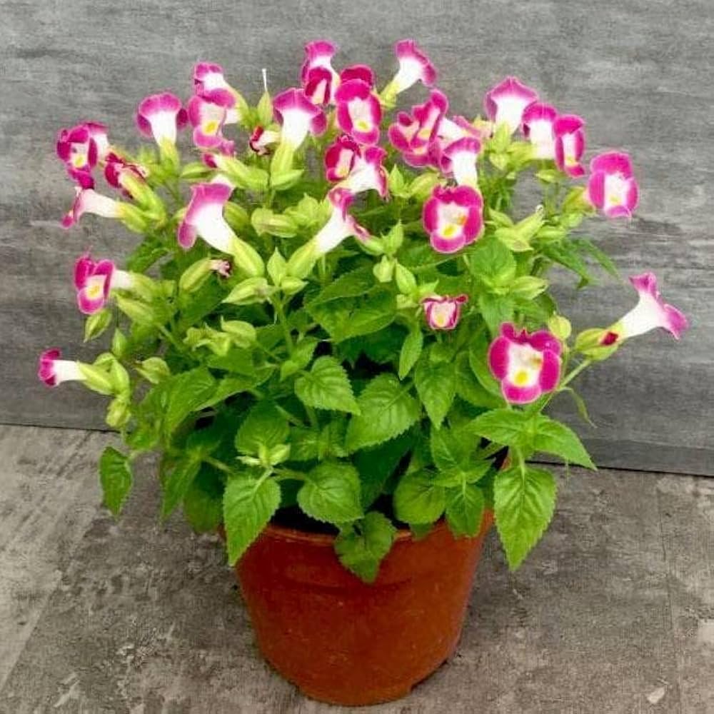Pink Torenia Flower seeds blooming in flower beds, containers, borders, and pollinator-friendly gardens