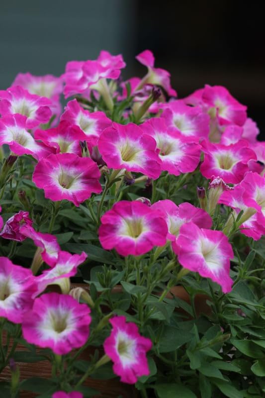 Salmon Petunia Dreams Seeds for Planting Patio Planters Flower Pots