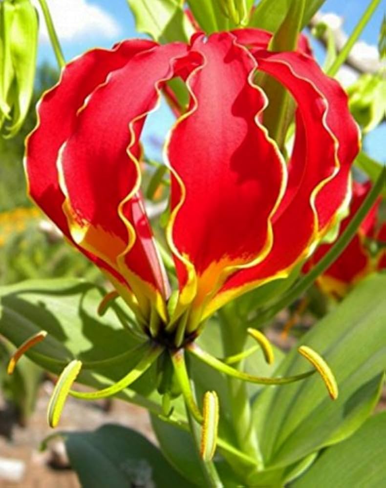Flamme Lilien Flower seeds blooming in flower beds, containers, borders, and pollinator-friendly gardens