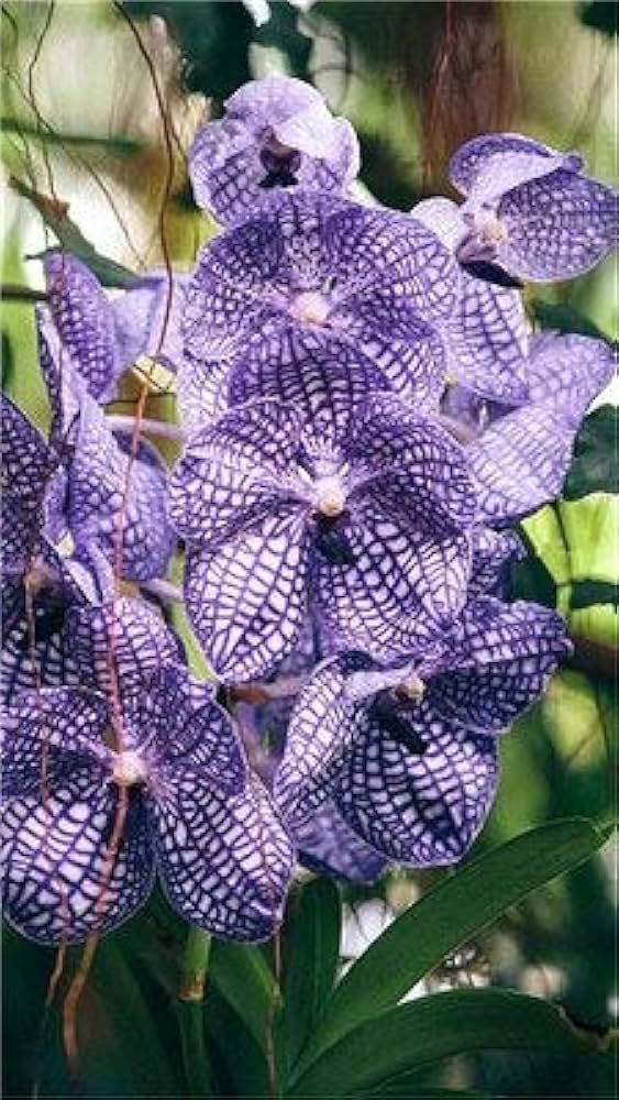 Mixed Butterfly Orchid Flower seeds for Planting - Long Bloom Season, Heirloom & GMO Free Seeds for Home Garden