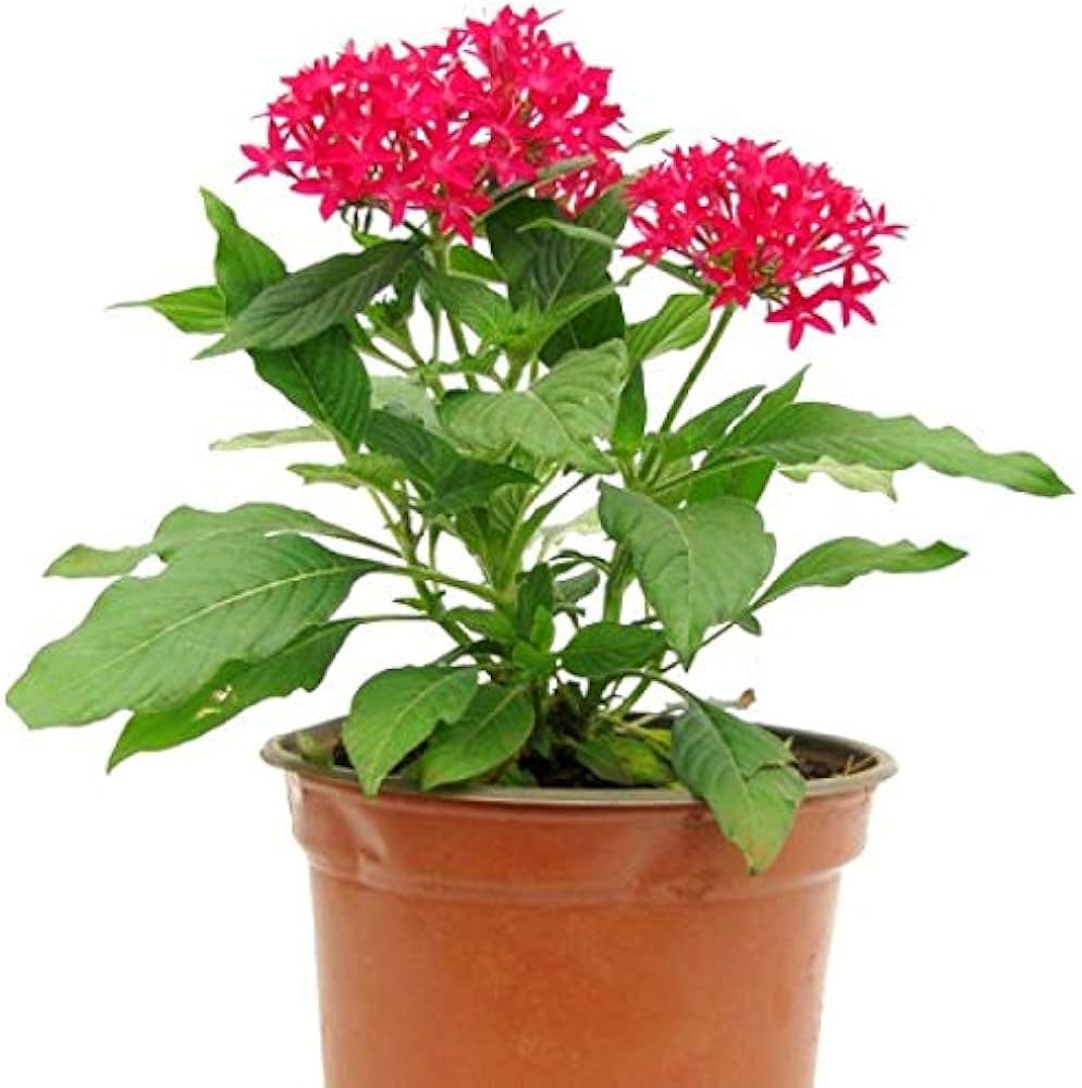 Pentas Lanceolata Flower Seeds for Planting in Flower Bed