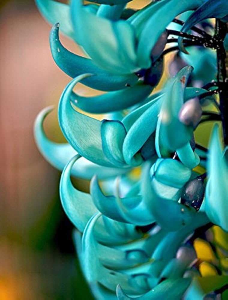Endangered Jade Flower seeds for Planting - Seasonal Bloomer, Heirloom & GMO Free Seeds for Home Garden