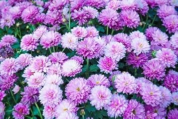 Violet White Chrysanthemum Flower Seeds for Planting – Heirloom, Non-GMO, Bright Bloom Garden Seeds
Sale for planting in home garden.