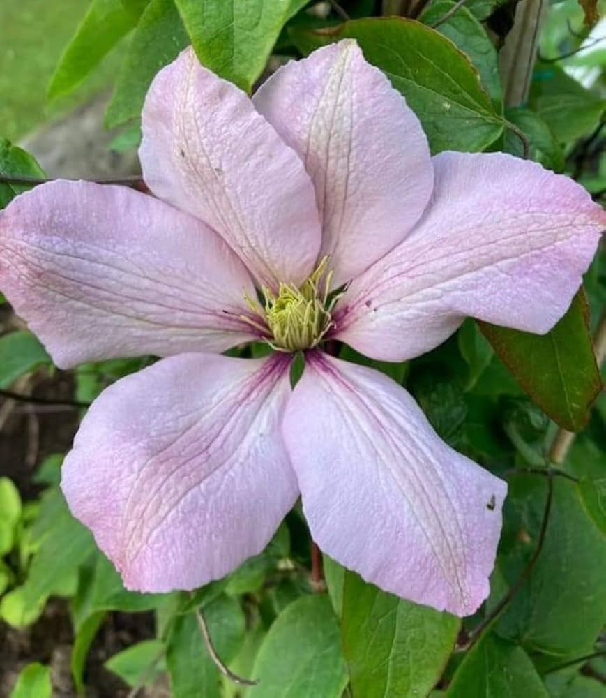 Clematis Seeds for Planting Clematis Vitalba flower bed trellis garden