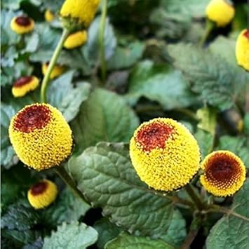 Spilanthes Oleracea Flower seeds for Planting Sun Loving Heirloom & GMO Free Seeds for Home Garden
Sale for planting in home garden