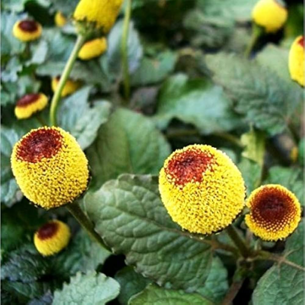 Yellow Spilanthes Flower seeds for Planting - Colorful Display, Heirloom & GMO Free Seeds for Home Garden