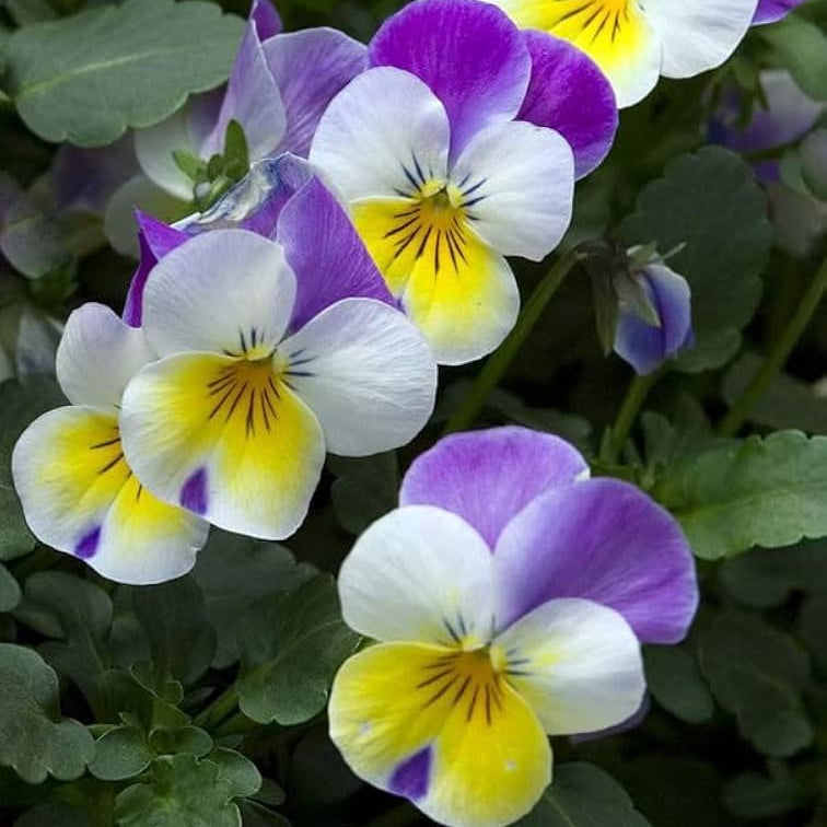 Pansy Viola Tricolor Flower Seeds for colorful garden planting