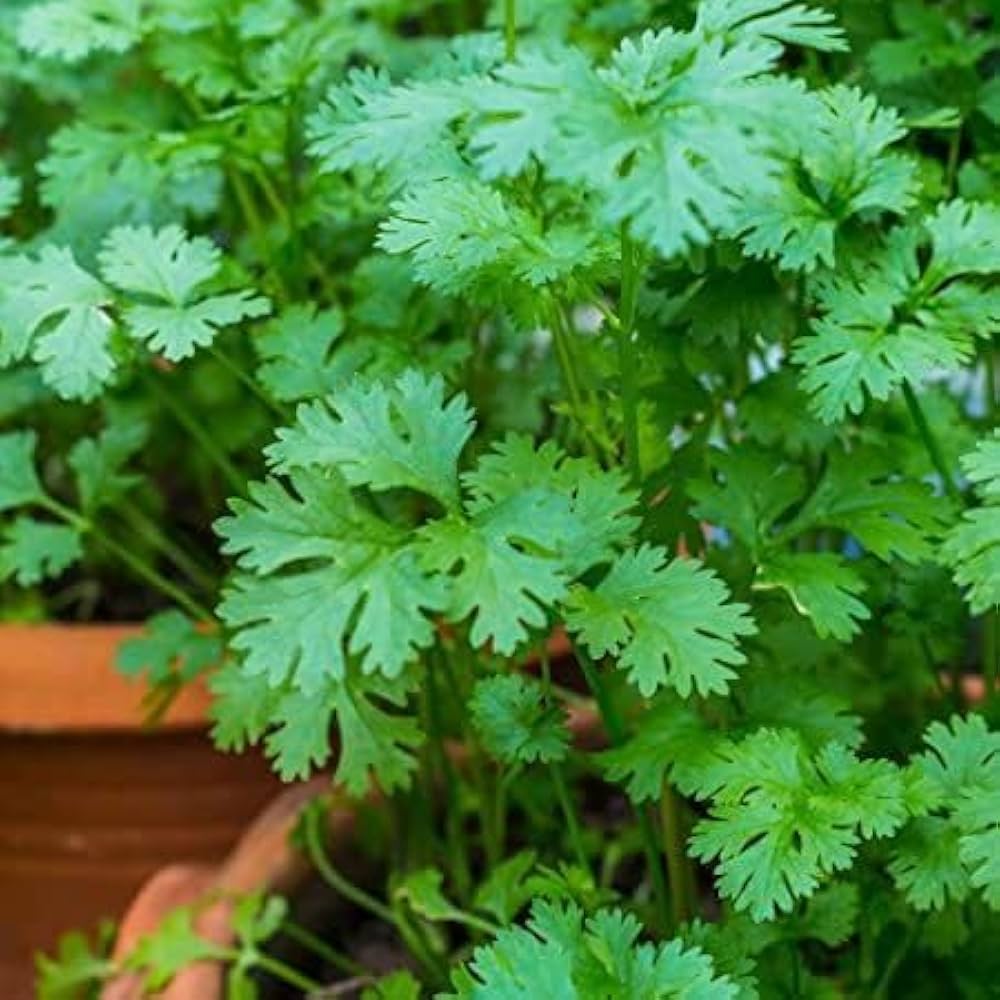 Coriander Herb Seeds – Organic Seasonal Parsley Plant