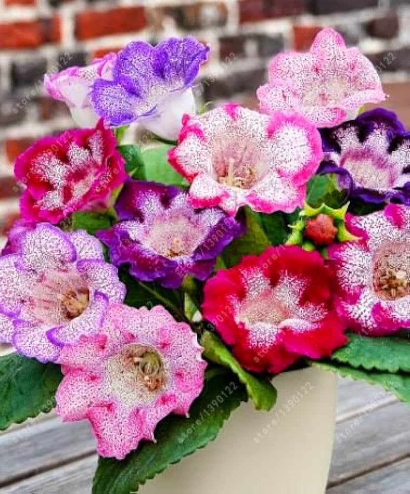 Gloxinia Flower Seeds, Mixed Colors, Potted Plants, Bonsai Flowers