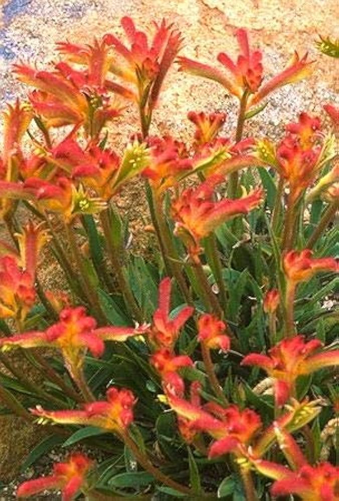 Evergrowseeds Kangaroo Paw Anigozanthos flower seed packet for planting in garden flower beds, 20 seed packets included