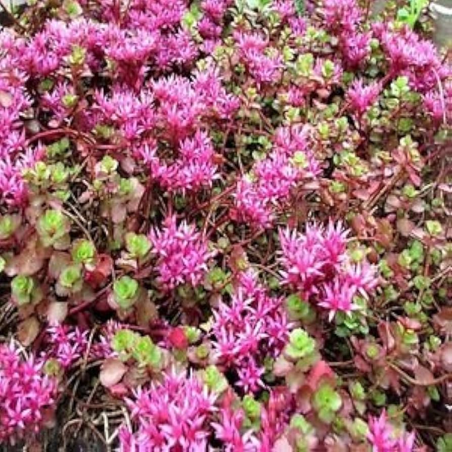 Pink Sedum Spurium Flower seeds for Planting - Colorful Display, Heirloom & GMO Free Seeds for Home Garden
Sale seeds for home garden