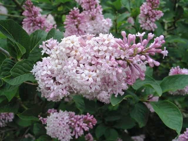 Syringa Villivosa Lilac Syringa spp Flower Seeds for Planting in Garden