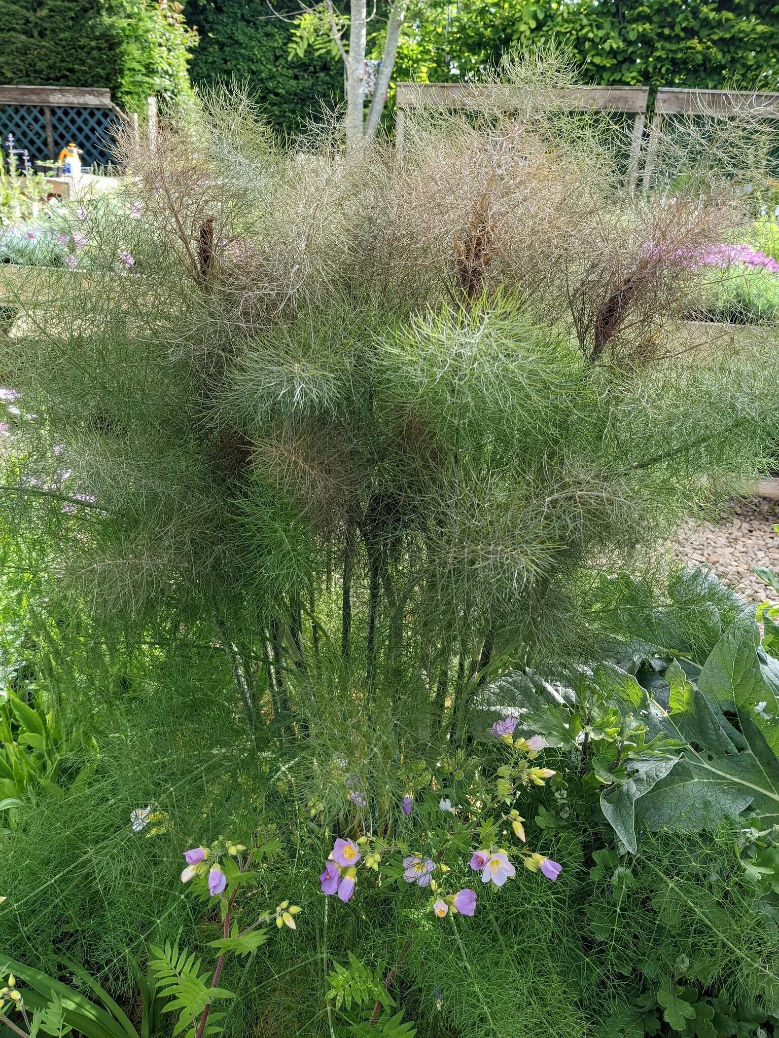 Organic Bronze Fennel (Foeniculum vulgare Purpureum) Herb with Bronze Foliage & Yellow Flowers Seeds