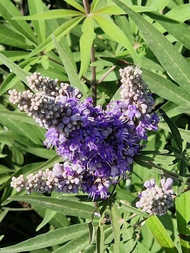 Vitex Agnus Flower seeds for Planting - Vibrant Colors, Heirloom & GMO Free Seeds for Home Garden