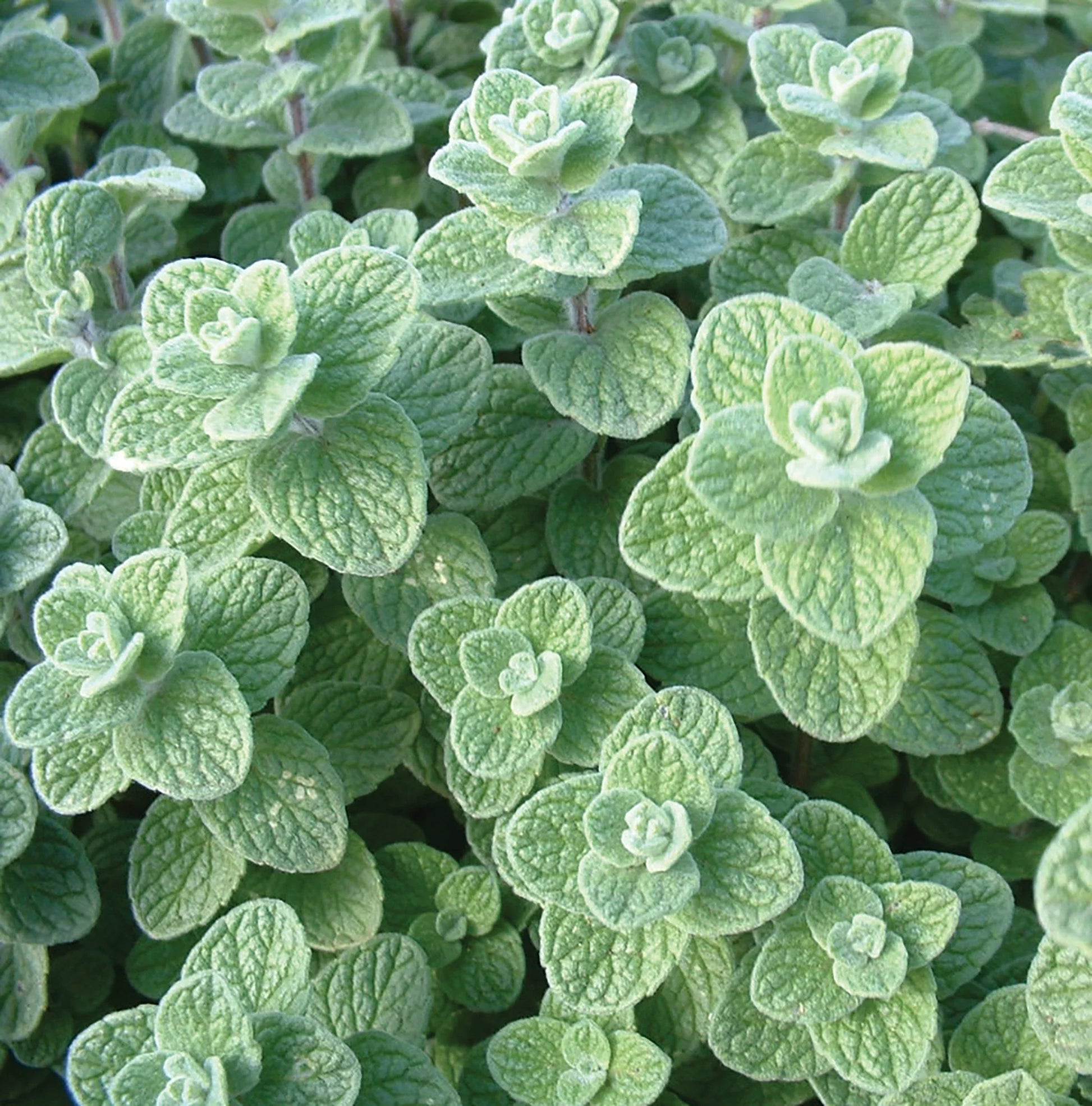 Zaatar Plant Seeds Planting
