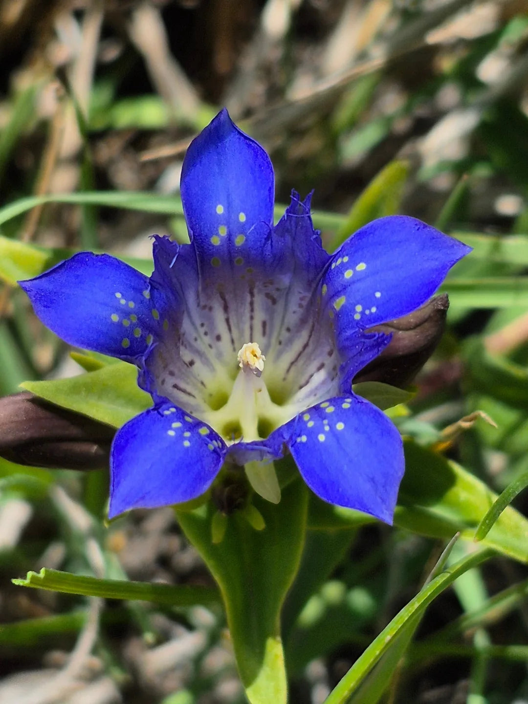 Blue White Gentian Flower seeds for Planting - Sun Loving, Heirloom & GMO Free Seeds for Home Garden