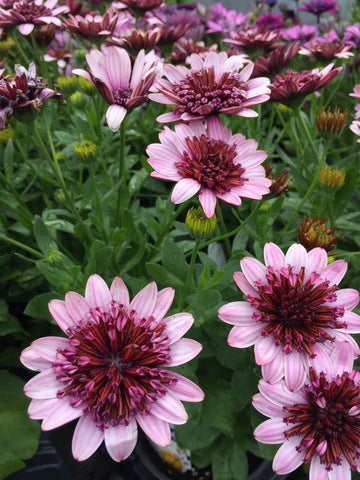 White Purple Omeris Flower seeds for Planting - Sun Loving, Heirloom & GMO Free Seeds for Home Garden