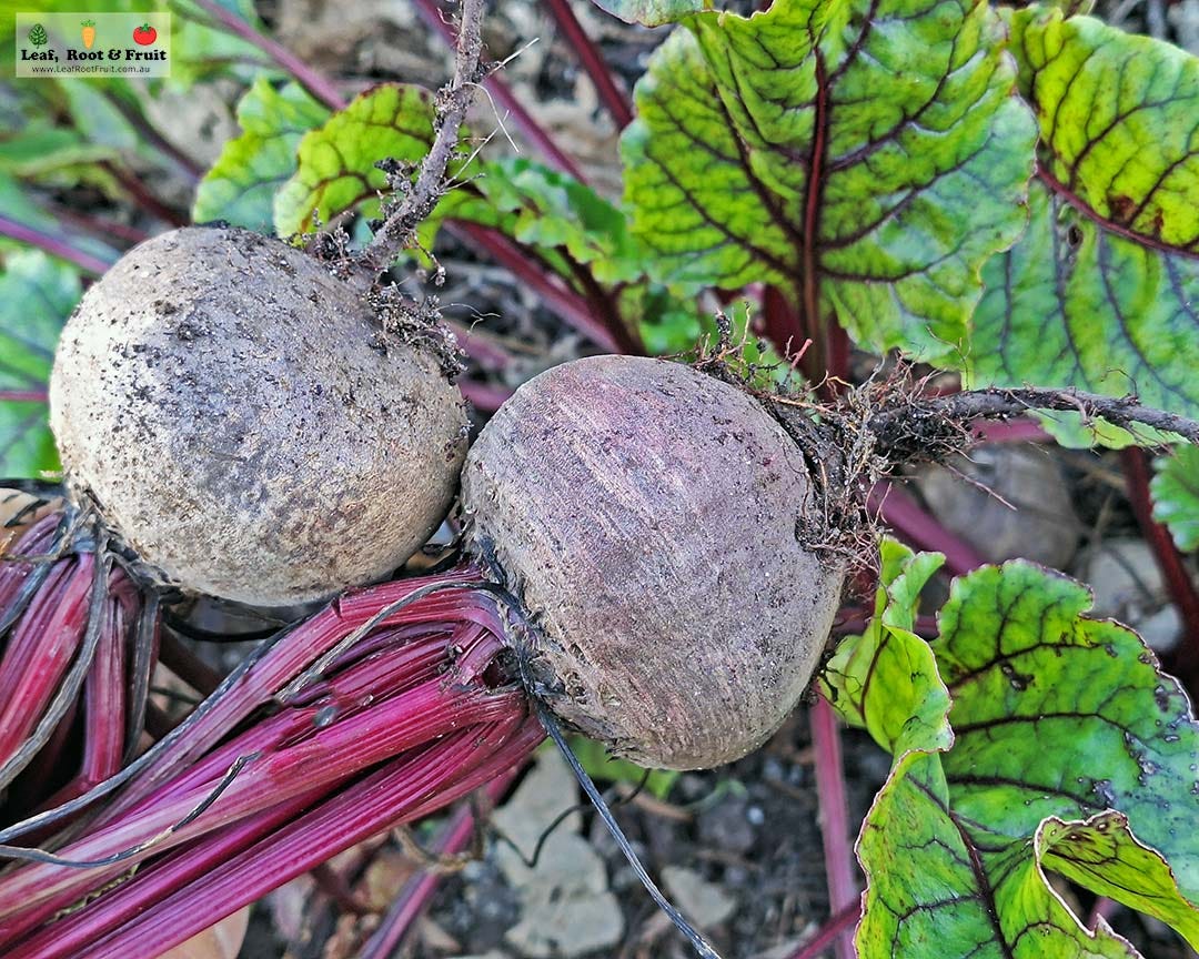 Beetroot Seeds Rare Vulgaris Organic Vegetable