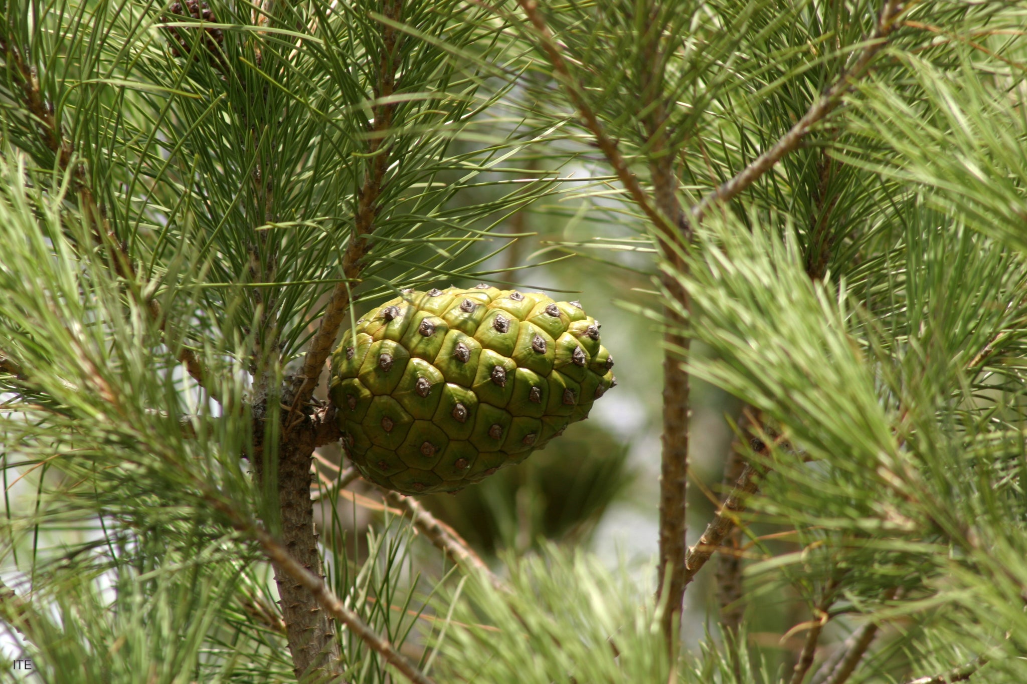 Brown Resinosa Tree Seeds for Planting