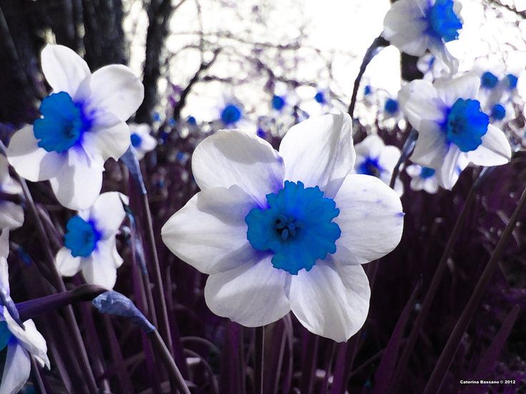 Blue White Daffodils Flower seeds for Planting - Colorful Display, Heirloom & GMO Free Seeds for Home Garden