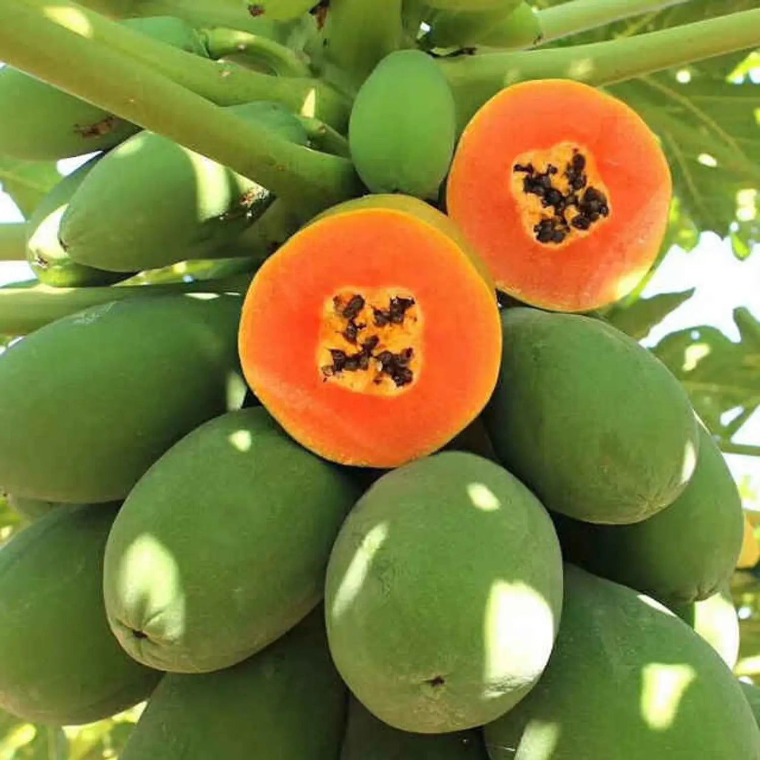 Dwarf Cylindrical Papaya Seeds for Easy Planting