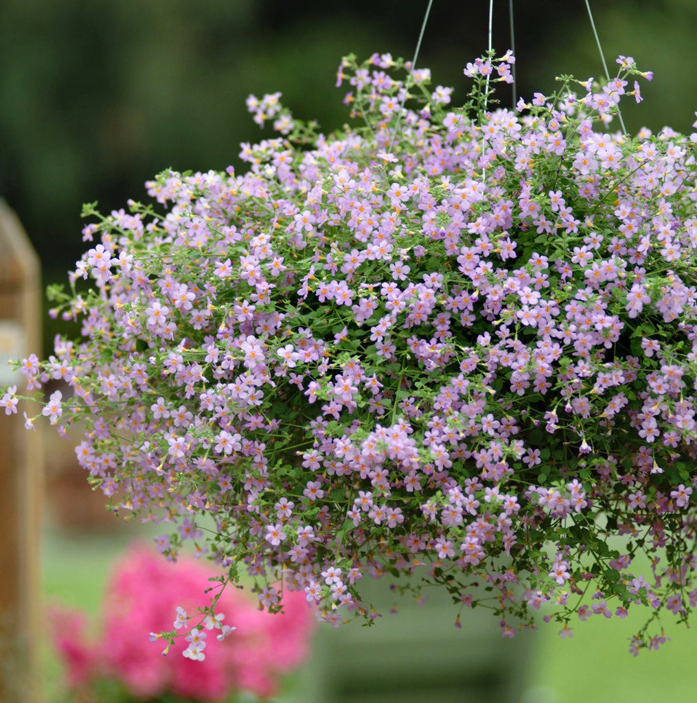Mixed Bacopa Utopia Flower Seeds for Planting