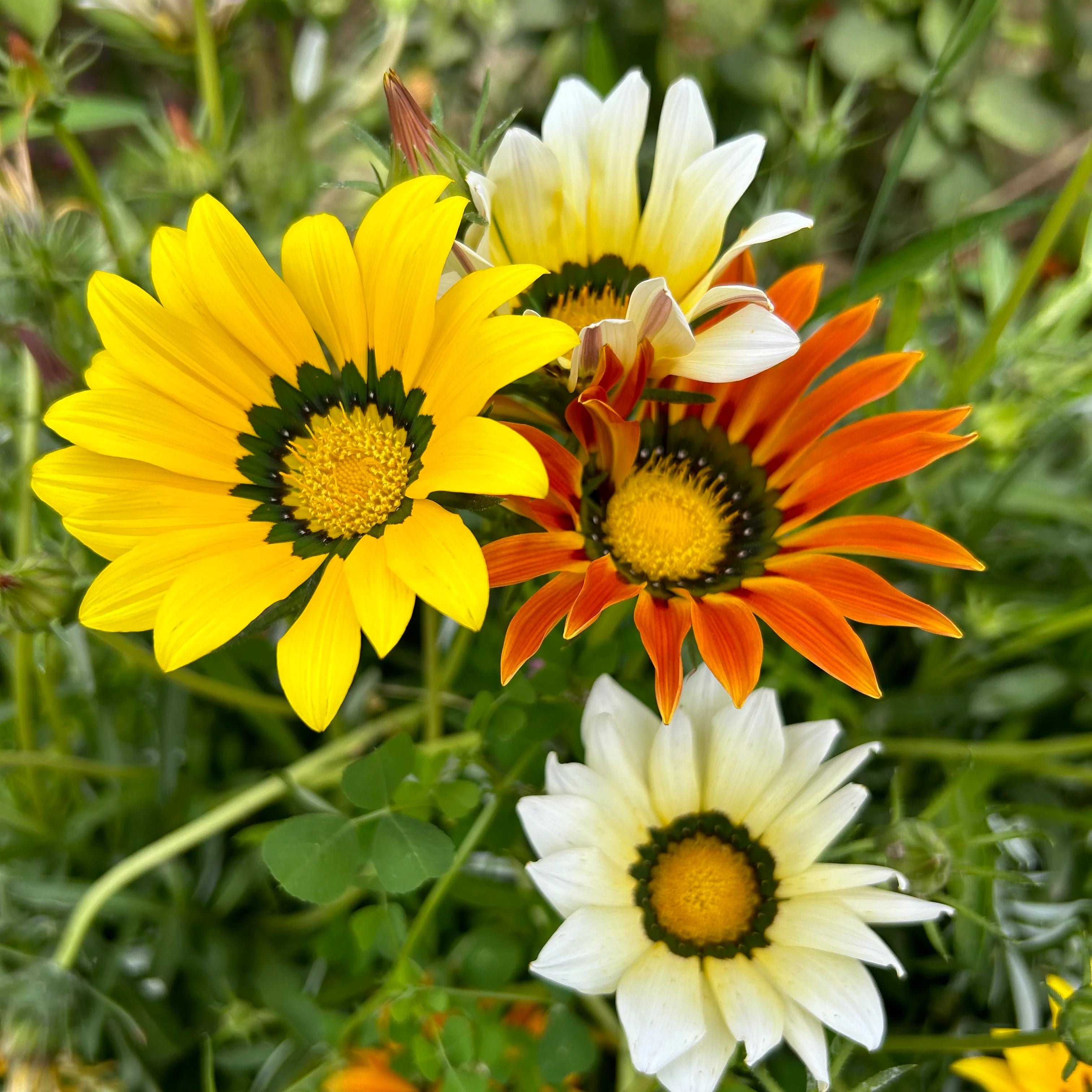 Exotic Gazania Flower Seeds for Planting Brighten Your Garden! - Evergrowseeds