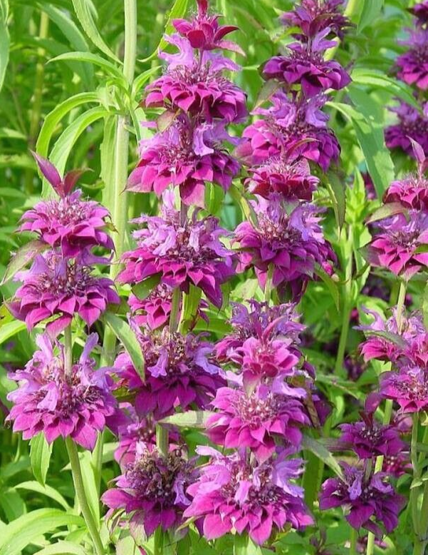 Purple Lemon Bee Flower seeds for Planting - Drought Tolerant, Heirloom & GMO Free Seeds for Home Garden