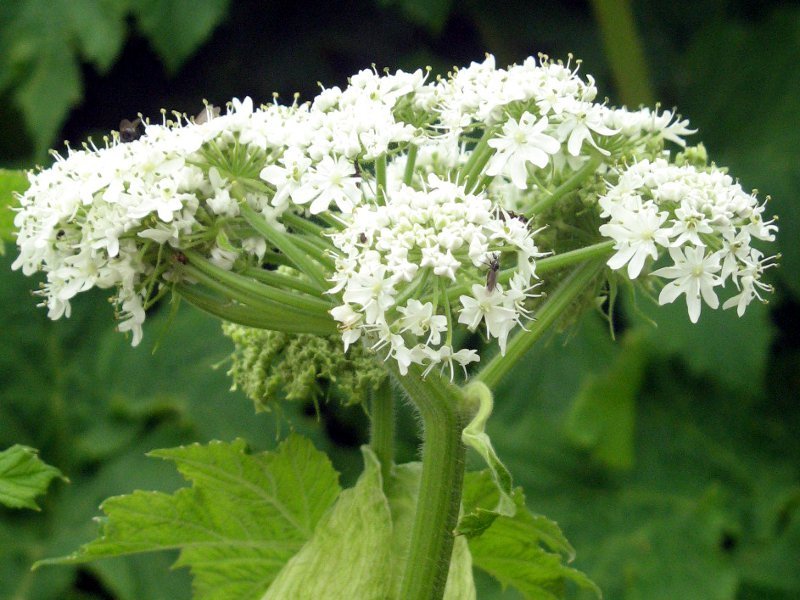 Heracleum Lanatum Flower seeds for Planting Long Bloom Season Heirloom & GMO Free Seeds for Home Garden
Sale