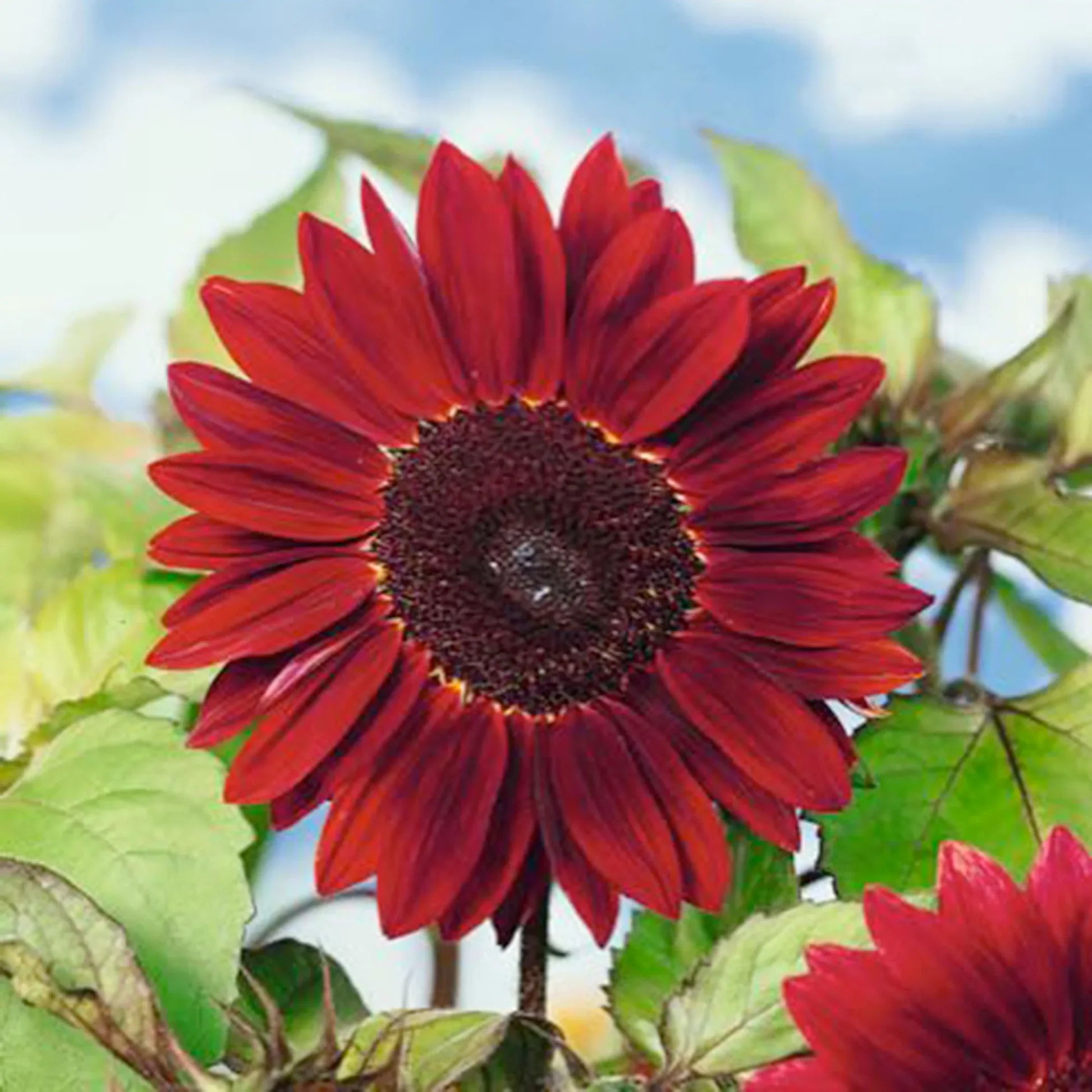 Red Mini Sunflower Seeds for Planting, Heirloom Non-GMO, High Germination Organic Garden Seeds