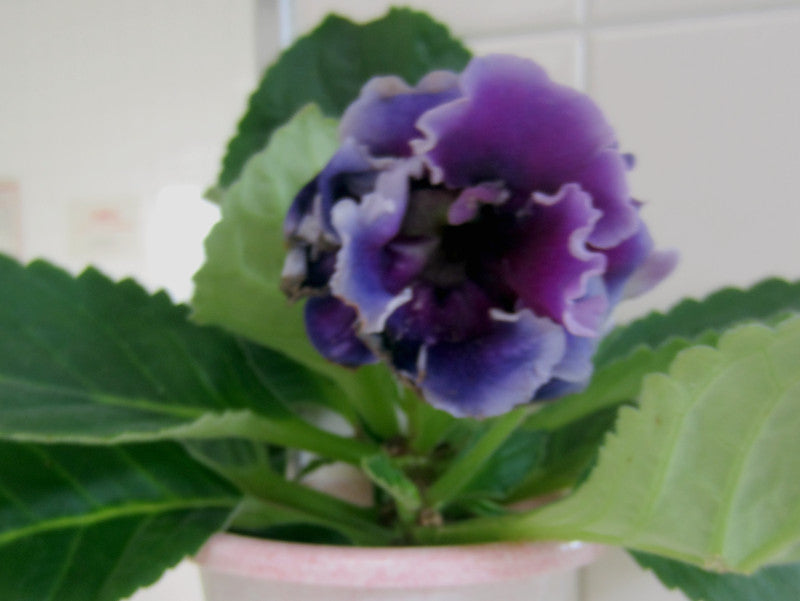 Blue Gloxinia Flower Seeds for Planting